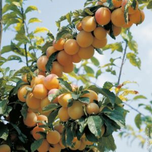 MIRABELLE (500g)