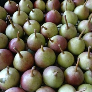 Poires de la saint Jean ( 500g )
